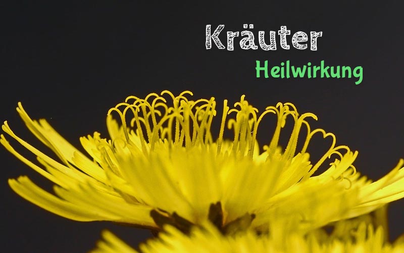 kraeuter-heil-wirkung