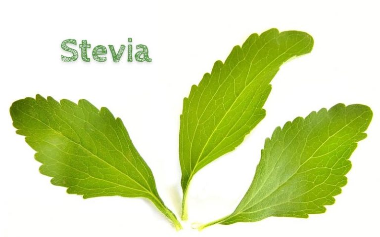 Die Pflanze Stevia – eines der gesündesten Süßungsmittel?