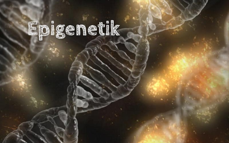 bruce-lipton-epigenetik