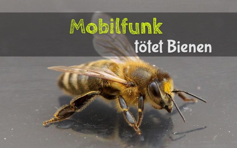 Mobilfunk tötet Bienen