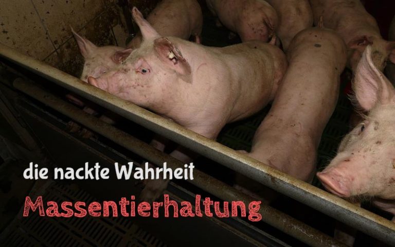 Massentierhaltung – Die nackte Wahrheit