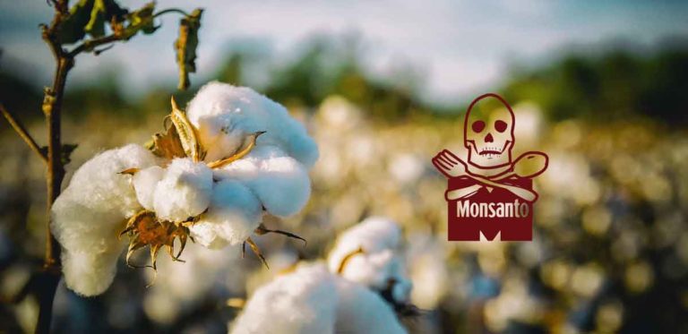 Monsantos Bt-Baumwolle treibt Bauern in den Selbstmord