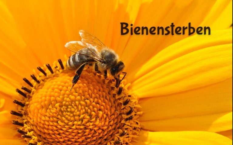 Bienensterben: Es ist 5 nach Zwölf