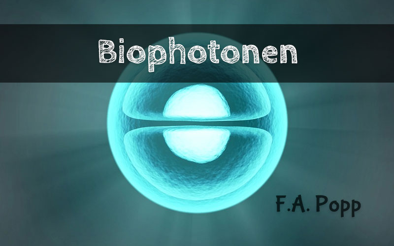 Biophotonen-licht-in-zellen Biophotonen-licht-in-zellen