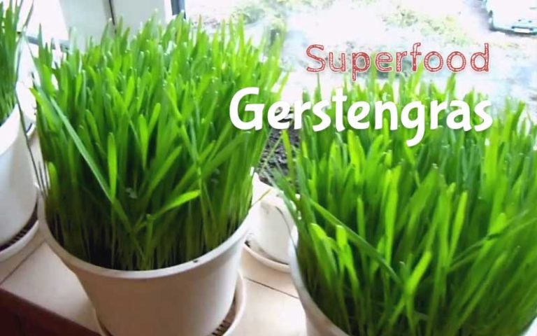 Gerstengras ist ein wertvolles Lebensmittel