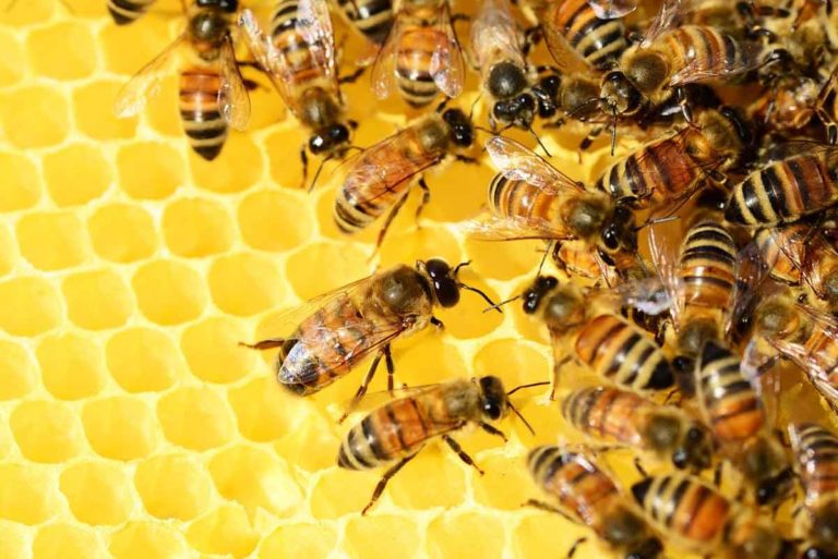 Globales Bienensterben nimmt weiterhin zu