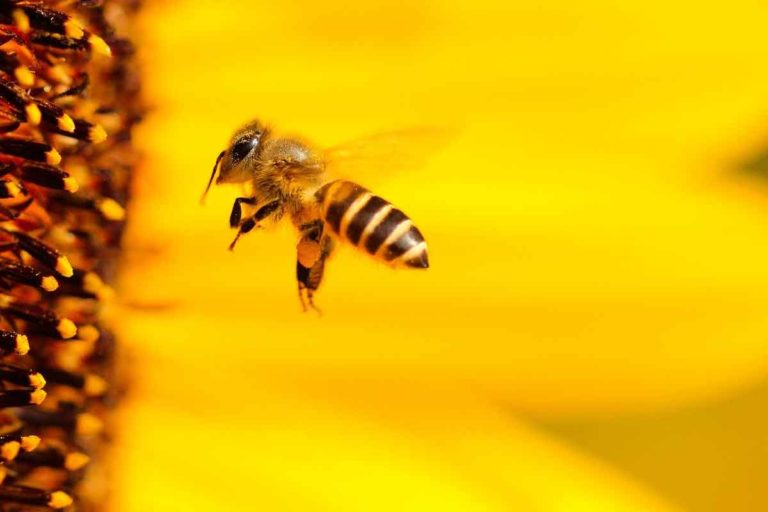 Bienensterben: “Summ’ mir das Lied vom Tod”