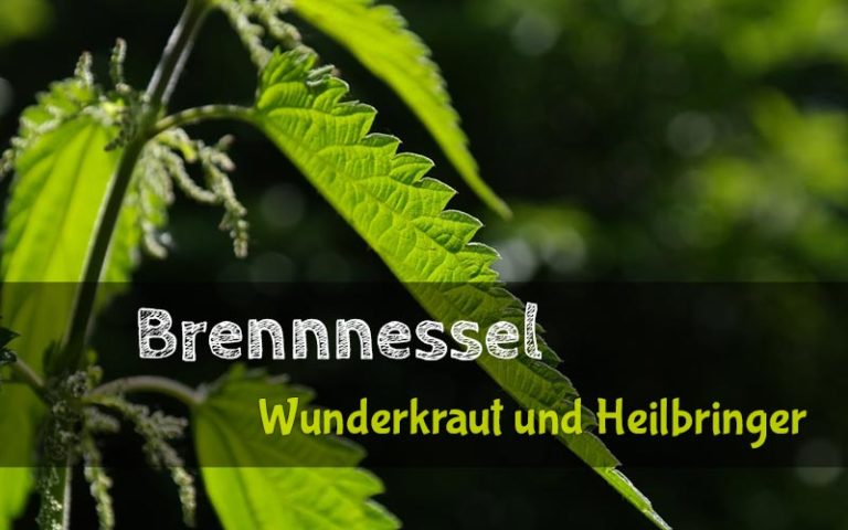 Die Brennnessel - ungeliebtes Wunderkraut und bekämpfter Heilbringer