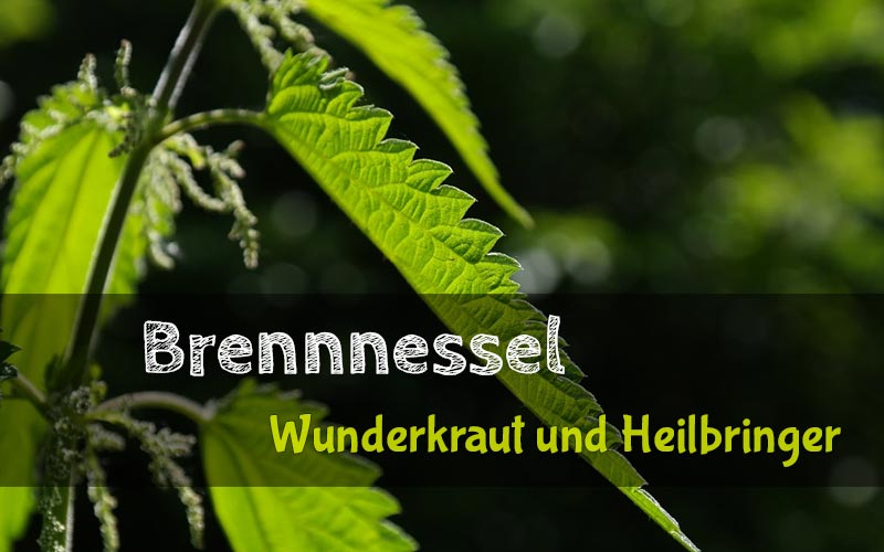 Die Brennnessel - ungeliebtes Wunderkraut und bekämpfter Heilbringer Die Brennnessel - ungeliebtes Wunderkraut und bekämpfter Heilbringer