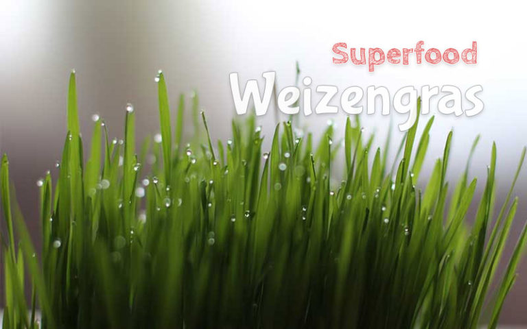 Weizengrassaft – Wirkung und Inhaltsstoffe von Supernahrung Weizengras