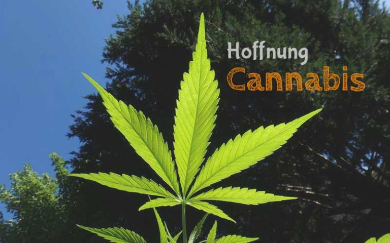 Hoffnung Cannabis als Medizin? Ärzte erzählen aus der Praxis