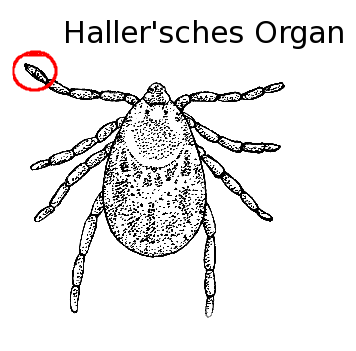Hallersches Organ