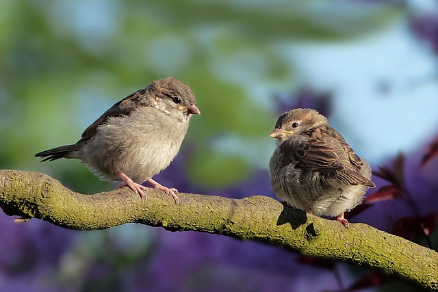 Vogelsterben unter 5G?