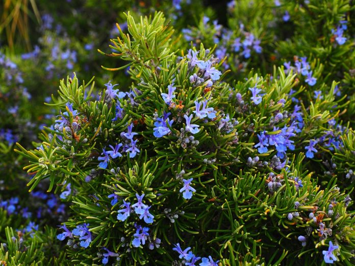 rosemary_rosmarin_pixabay_Hans