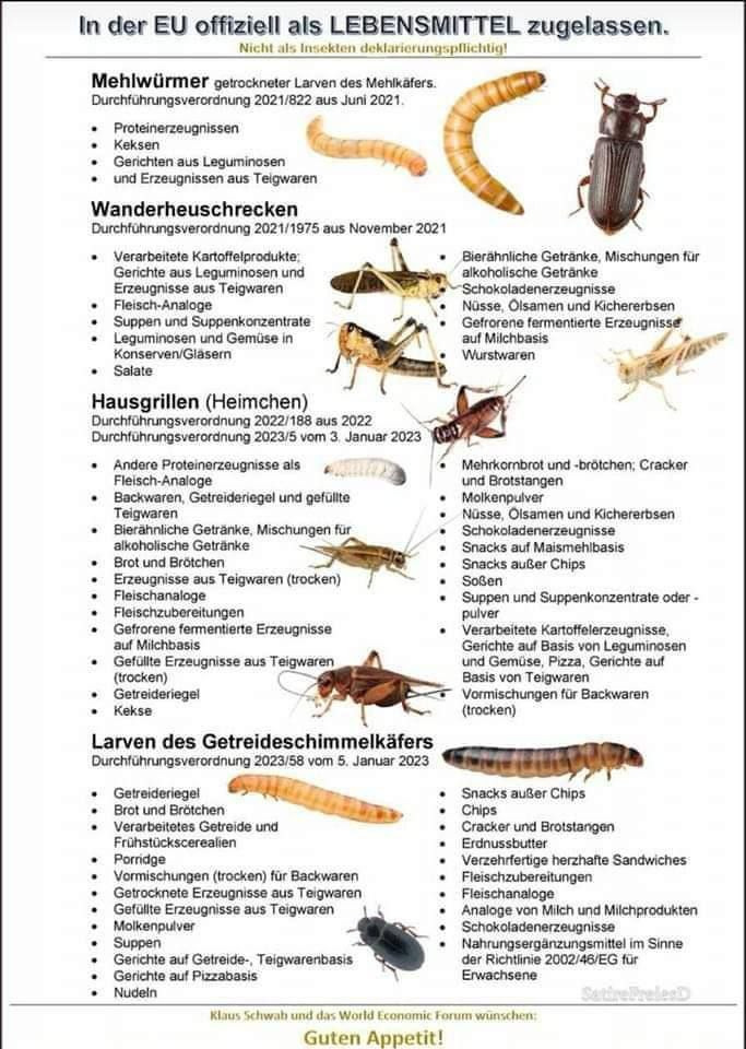 insekten als lebensmitel