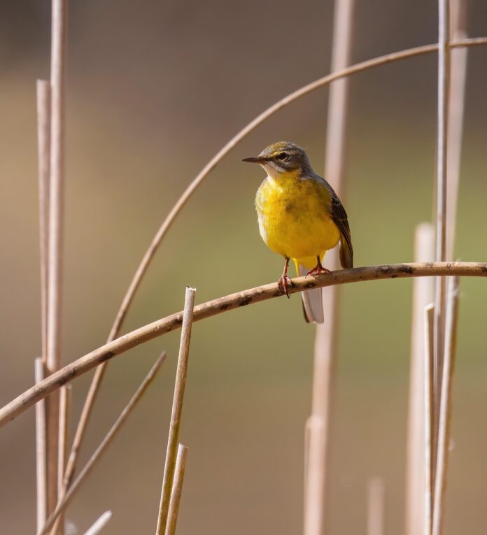 bachstelze_vogel_pixabay.com - fotoblend